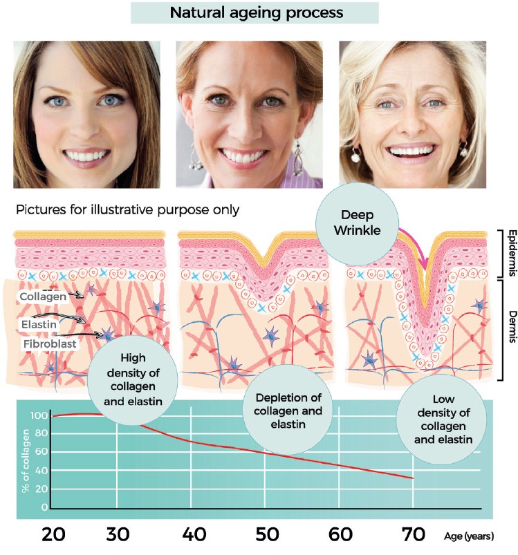 collagen decline by age