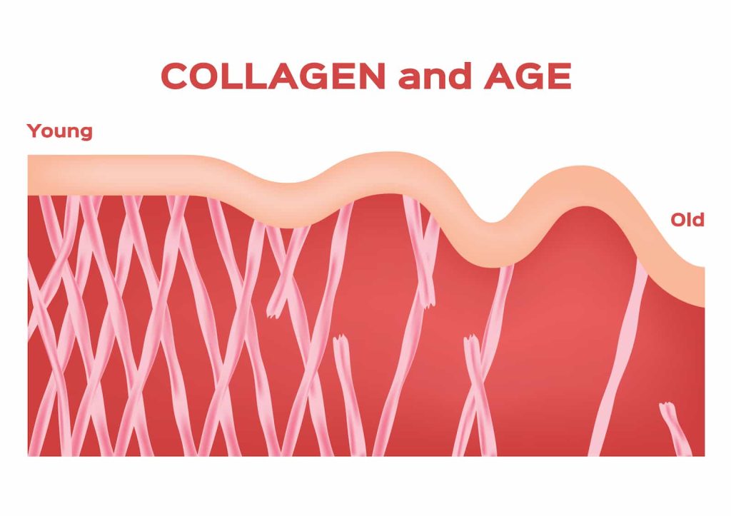 collagen decline with age
